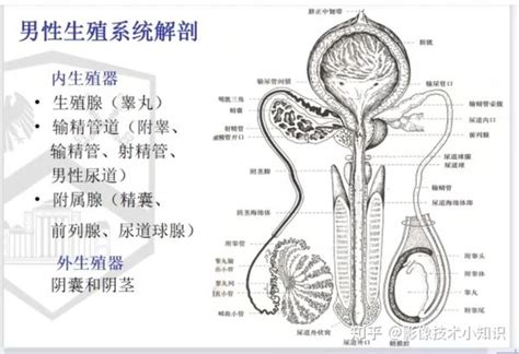 男人生殖|男性生殖系統